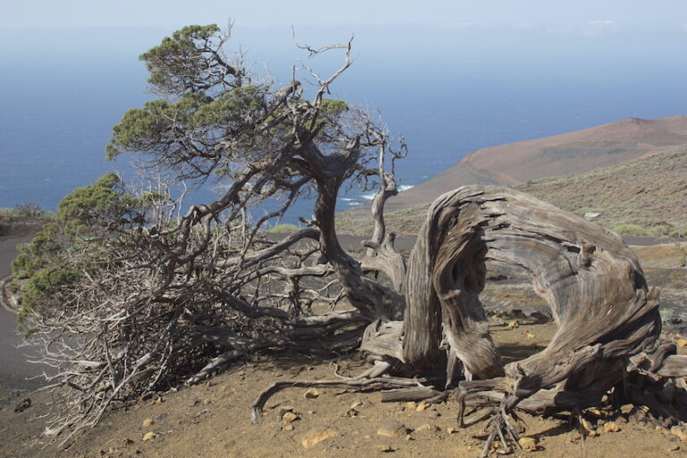 El Hierro : mini île mais elle fait le maximum